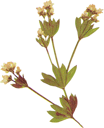 Flower Plant Texture